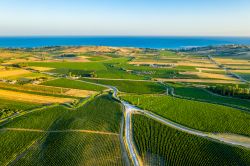 I vigneti di Menfi non sono lontani dal mare del Canale di Sicilia, Agrigento