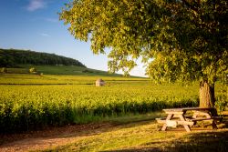 I vigneti di Savigny les Beaune in Francia, siamo nella regione della Borgogna