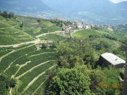 I vigneti intorno a Tirolo in Alto Adige - ©  Raimondo Perrina, CC BY-SA 3.0, Wikipedia