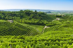 I vigneti intorno a Valdobbiadene in Veneto, nella terra del vino Prosecco.