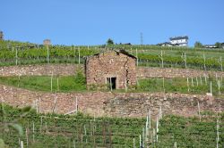 I vigneti nei dintorni di GIovo, lungo il percorso panoramico della bassa Val di Cembra