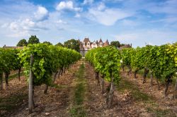 I vigneti nei pressi del castello di Monbazillac vicino a Bergerac, Dordogna (Francia).
