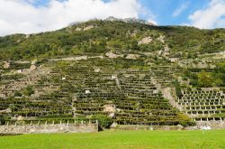 Vigneti tipici della Valle d'Aosta nei dintorni del borgo di Arnad