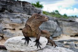 Iguana a Cayo Largo, Cuba. Passeggiando per quest'isola si possono ammirare facilmente pellicani, aironi e pappagalli ma anche iguane e tartarughe marine. Qui, un bell'esemplare di iguana ...