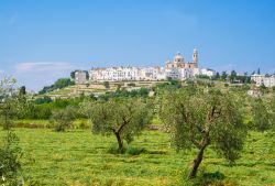 Il borgo bianco di Locorotondo (Puglia) e la campagna della murgia trapuntata di ulivi