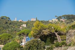 Il borgo di Zoagli, Genova, immerso nella natura. Questo grazioso paesino della provincia genovese è celebre anche per le passeggiate nel mezzo della natura incontaminata.
