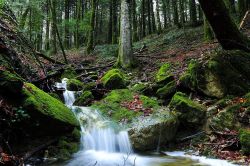 Il bosco ed un ruscello a Collemeluccio vicino a Pescolanciano in Abruzzo - © aledm90, CC BY-SA 4.0, Wikipedia