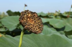 Il calice di un fiore di loto nelle valli del fiume Mincio a Curtatone