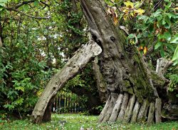 Il castagno dei 100 Cavalli a Sant'Alfio in Sicilia. Questo albero plurimillenario si trova nel parco dell'Etna nel territorio del Comune di Sant'Alfio. Con i suoi 22 metri di altezza ...