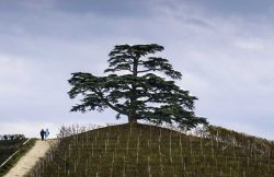 Il cedro del Libano simbolo di La Morra, Cuneo, Piemonte. In cima alla collina Monfalletto, punto più alto della tenuta dei Cordero di Montezemolo, si staglia questo maestoso albero piantumato ...