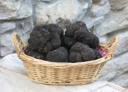 Il celebre Tartufo nero di Fragno, celebrato a Calestano con una importante Fiera Nazionale, tra ottobre e novembre  - © www.tartufonerofragno.it