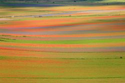 Il dettaglio della fioritura al Piano Grande di Castelluccio di Norcia, tra i Monti Sibillini