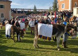 Il famoso Palio dei somari la simpatica manifestazione di Amatrice - © Pro loco di Amatrice