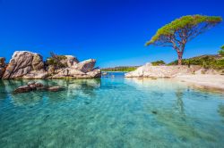 Il famoso pino sulla spiaggia della Palombaggia, Corsica. L'albero troneggia su una stretta sporgenza sul mare creando un panorama paradisiaco.

