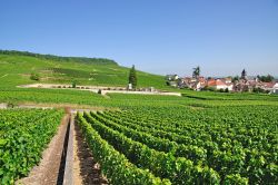 Il famoso villaggio del vino di Oger nella Champagne-Ardenne nei pressi di Epernay, Francia. In questa immagine, distese di filari di vite.

