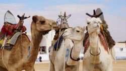 Il festival dei dromedari a Douz, Tunisia. Questo importante evento tramanda la cultura tradizionale, la storia e le usanze dei nomadi: dal 1910, l'oasi di Douz vede sfilare cavalieri e ...