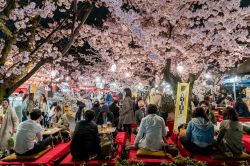 Il festival Hanami nel parco di Maruyama a Kyoto durante la fioritura dei ciliegi - © Prasit Rodphan / Shutterstock.com