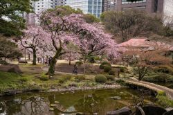 Il giardino botanico di Koishikawa a Tokyo durante la fioritura dei ciliegi