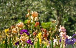 Il Giardino dell'Iris a Firenze, vicino a Piazzale Michelangelo