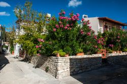 Il giardino fiorito di una casa nel villaggio di Omodos, isola di Cipro.
