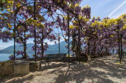 Il glicine di Villa Carlotta (Tremezzo) è famoso in tutto il mondo per la spettacolarità della sua fioritura, che attira fotografi e turisti sul Lago di Como.