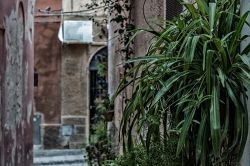 Il grazioso scorcio di un vicolo nel centro storico di Sassari, Sardegna, con piante e vegetazione.
