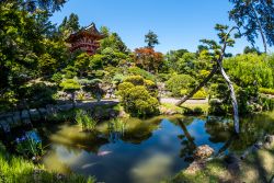 Il Japanese garden dentro al Golden Gate Park di San Francisco, in California