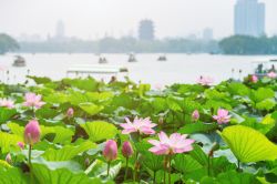 Il lago Daming a Jinan con fiori di loto, Cina. Situato a nord del centro storico della città, questo bacino d'acqua, il cui nome significa letteralmente "lago dal grande splendore", ...