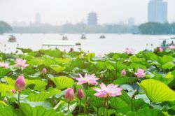 Il lago Daming a Jinan con fiori di loto, Cina. ...