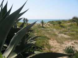 Il Lido dei Gigli la spiagga selvaggia a nord di Anzio nel Lazio - © 