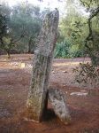 Il Menhir Coppola tra gli ulivi di Galatone in Puglia  - © Wikipedia
