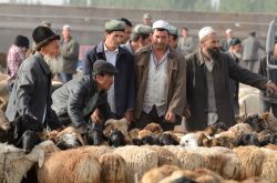 Il mercato degli animali "Zhongxiya Shichang" a Kashgar. - © Trial / Shutterstock.com