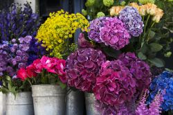 Il mercato dei fiori in Ancona: Giardino in FIore