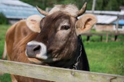 Il mercato del Bestiame a Rovato in Franciacorta: Lombardia Carne
