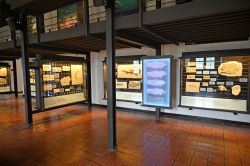 Il Museo del Giura a Eichstatt.in Baviera - © foto: Sonja Vietto Ramus e Massimo Valentini