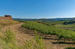 Il paesaggio collinare intorno a Gambassi Terme, Toscana