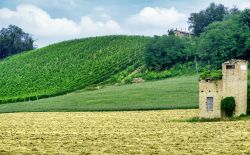 Il paesaggio collinare tra Zaffignana e Carpaneto Piacentino in Emilia-Romagna