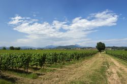 Il paesaggio della Franciacorta ed i vigneti di Erbusco in Lombardia