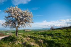 Il Paesaggio delle colline intorno a Termoli in Molise, tra vigneti e campi coltivati.