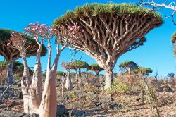 Il paesaggio particolare di Socotra, la grande isola dello Yemen