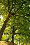 Il parco del Castello di Poirino in Piemonte, non distante da Torino - © MaPaSa / Shutterstock.com