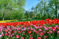 Il parco del Castello di Pralormo in primavera: la esplosione di colori di Messier Tulipano in Piemonte - © Simona Sirio / Shutterstock.com