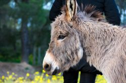 Il Parco dell'Asino Sardo ad Ortueri in provincia di Nuoro