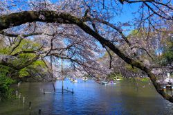 Il parco di Inokashira a Tokyo durante la fioritura dei ciliegi (Sakura)