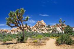 Il parco Joshua Tree, California, in una giornata di sole - © agap / Shutterstock.com