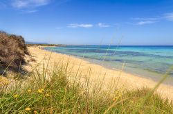 Il Parco Regionale delle Dune Costiere e una delle spiagge di Ostuni in Puglia, costa adriatica del Salento.