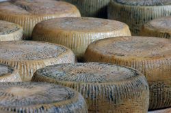 Il Pecorino di Filiano una delle eccelenze casearie della Basilicata