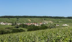 Il piccolo villaggio di Leuvrigny nei pressi di Epernay (Francia) con vigneti.
