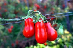 Il pomodoro di Corbara in Campania una delle specialità gastronomiche della provincia di Salerno  - © www.comune.corbara.sa.it/