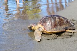 Il rilascio di una tartaruga a Marina di Alberese in Toscana